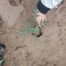 墙体绿化植物  蔷薇批发  养护简单