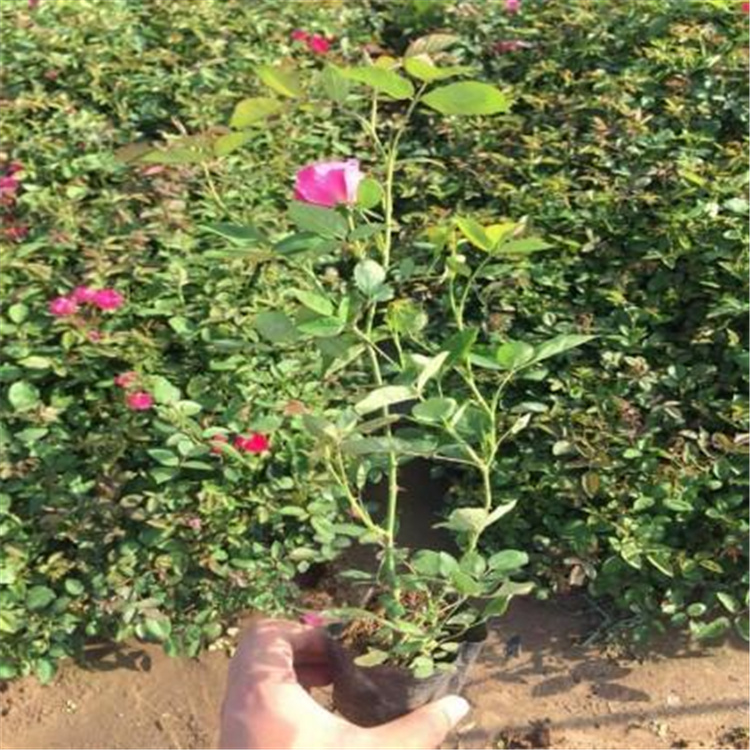 常年出售月季  月季花价格  花型大而色彩鲜艳