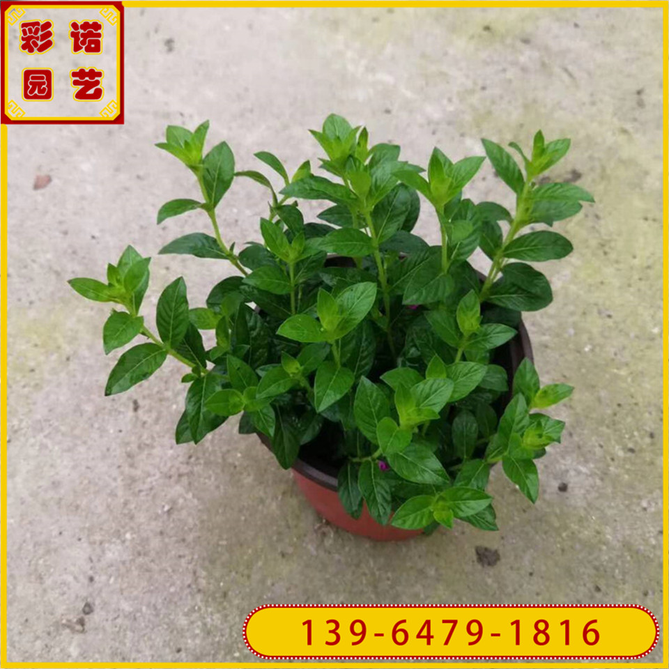 红花满天星双色杯花苗价格 四季常绿植物盆栽细叶萼距花 霞草