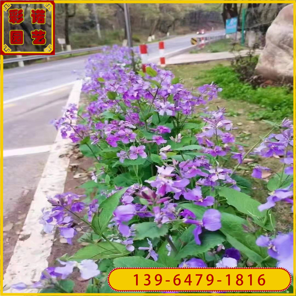二月兰小杯苗 耐寒耐阴宿根地被 3月开花诸葛菜二月兰容器苗