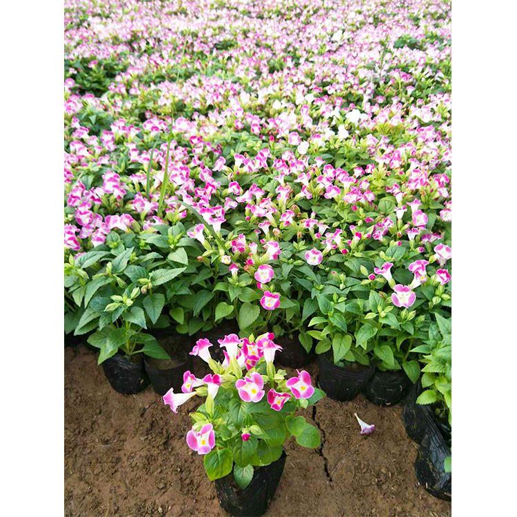 花农自营 夏堇 青州草花 夏堇种植基地