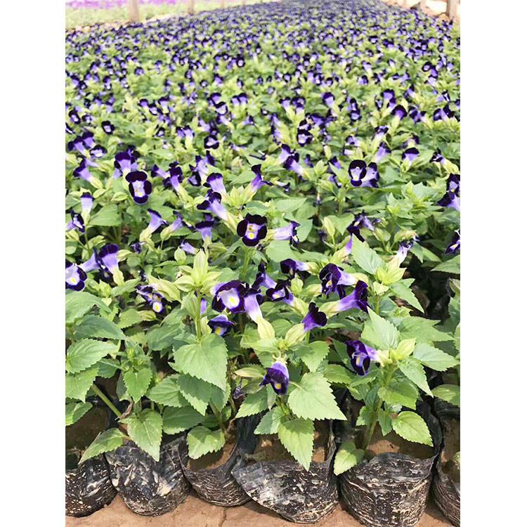 蓝翅蝴蝶草 山东草花 价格从优 夏堇销售