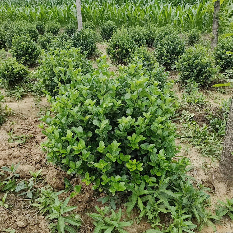 基地直销冬青球 大叶黄杨球 大量供应 价格优惠