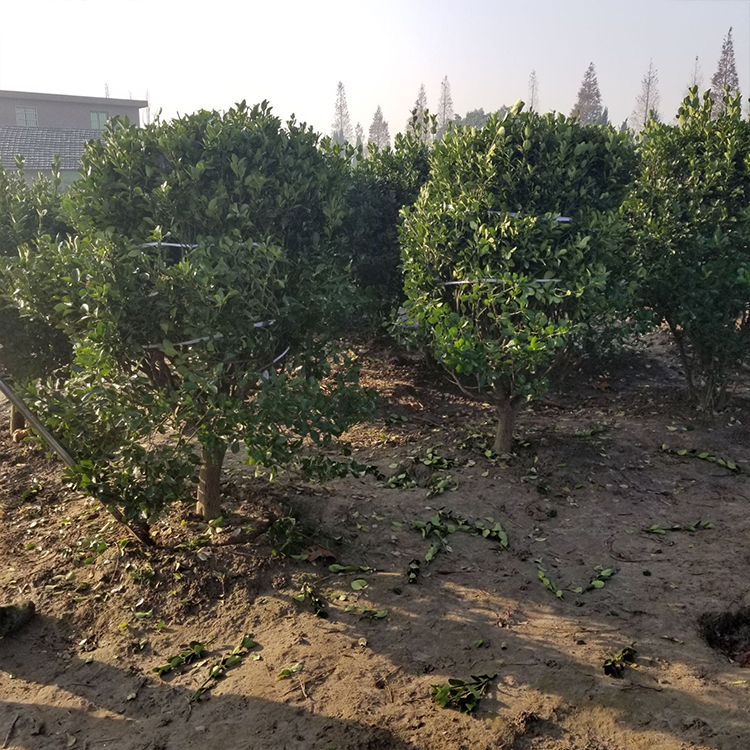 耐寒大叶黄杨球 绿化灌木 道路美化行道绿篱植物