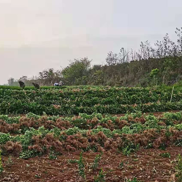 大叶黄杨批发 基地直销大叶黄杨绿篱 黄杨价格 量大从优