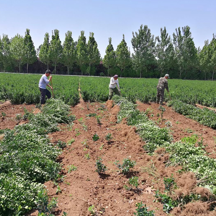 大量批发出售大叶黄杨小苗 苗圃批发 大小规格工程苗