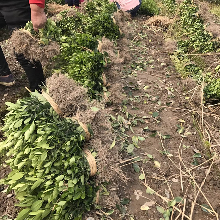 大叶黄杨批发价格 大叶黄杨基地 大叶黄杨苗
