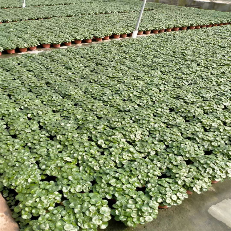 水生植物铜钱草出售 河南铜钱草批发商 铜钱草根供应