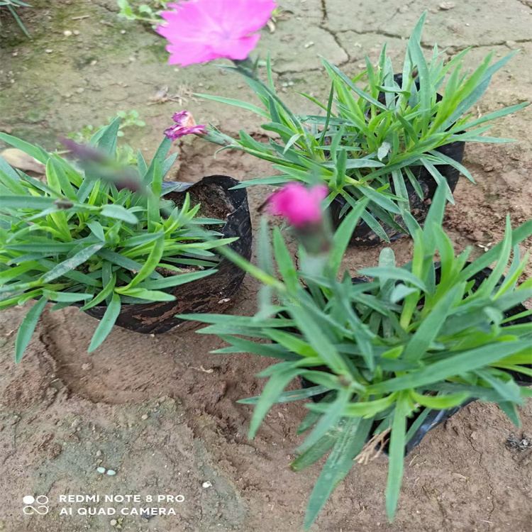 兰州欧石竹供应 棚内欧石竹价格 会开花的草坪欧石竹苗圃直销