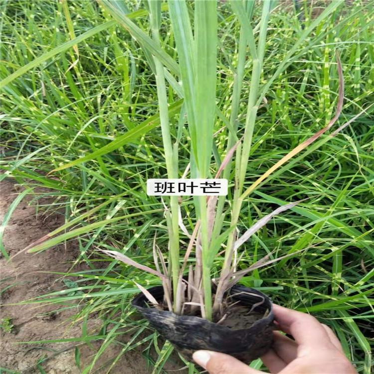 绿化草花植物批发  斑叶芒种植基地  假山绿化美化用苗