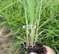 绿化草花植物批发  斑叶芒种植基地  假山绿化美化用苗