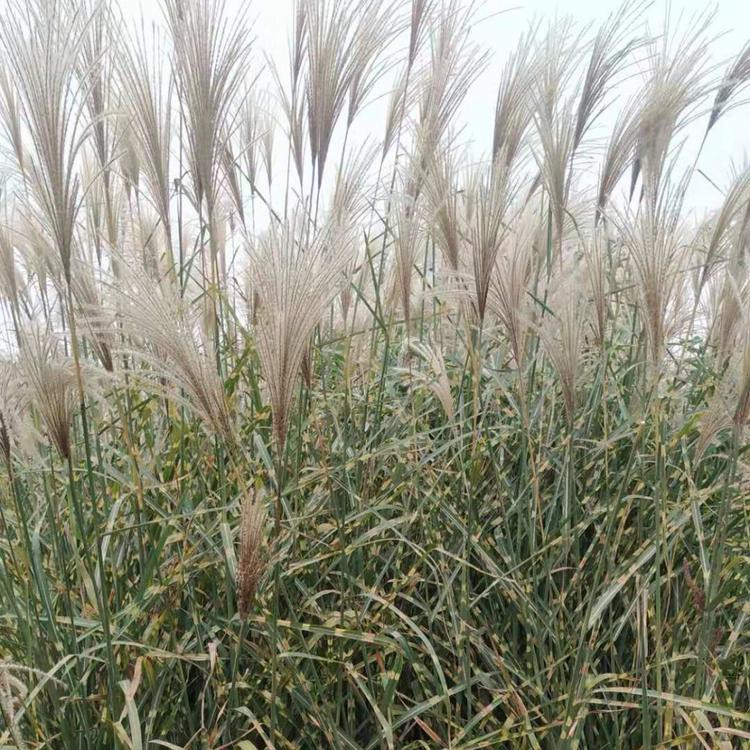 绿化工程用苗  斑叶芒花卉  分生能力好