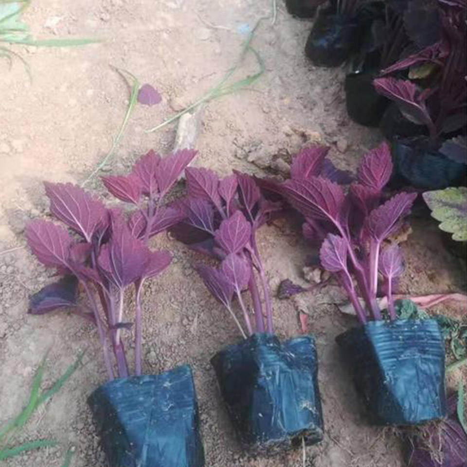 鑫杰  观赏花卉彩叶草  花多数密集排列