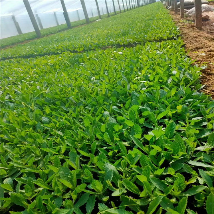 广西马鞭草出售 桑托斯马鞭草基地 柳叶马鞭草大量供应 江瑞园艺