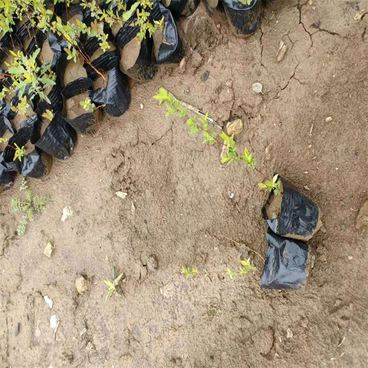 河北珍珠绣线菊基地 现货供应珍珠绣线菊 江瑞园艺