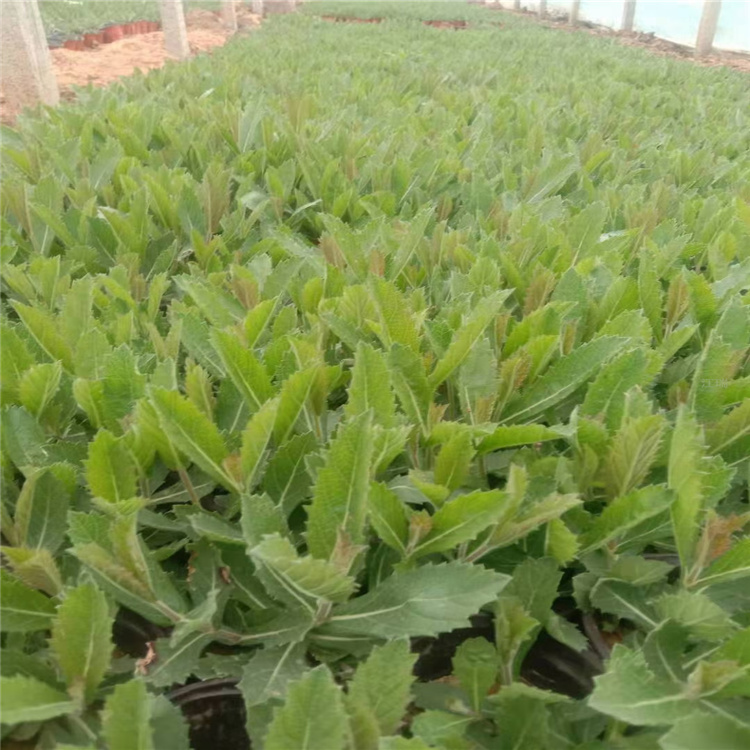青海马鞭草批发 矮化马鞭草基地 江瑞园艺花海用苗马鞭草