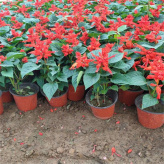 色红鲜艳花期长  世纪红盆栽价格   节假日租摆鲜花一串红