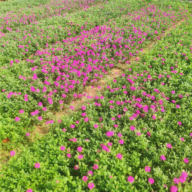 供应美女樱  美女樱基地  叶形别致花形娇小