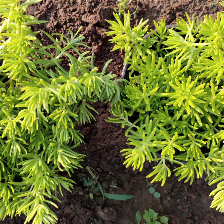 青泰  绿色佛甲草   适应能力强