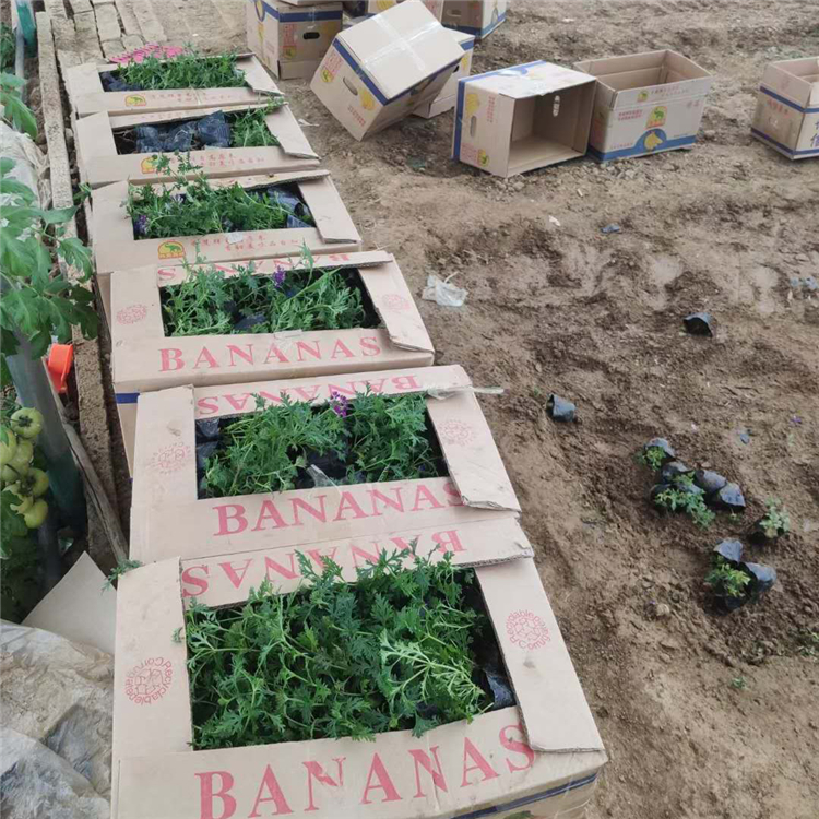 多色美女樱  美女樱基地  花色丰富