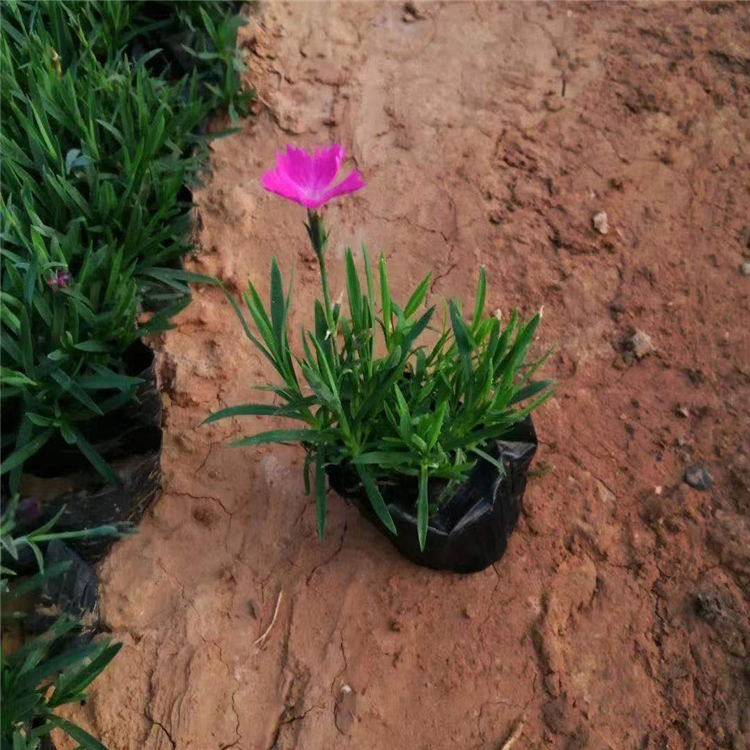 花海用苗欧石竹  欧石竹价格  “开花草坪”