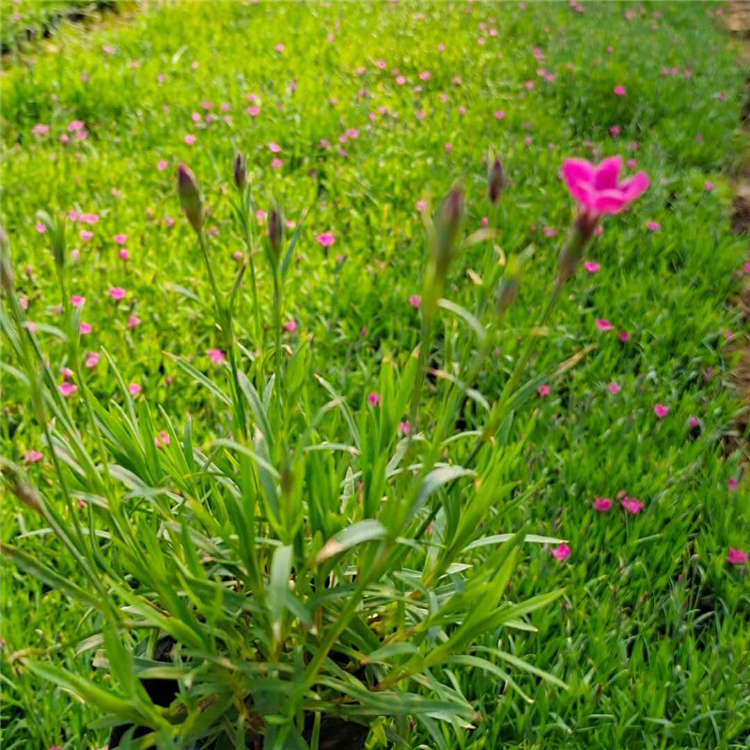 公园美化欧石竹  欧石竹价格  “开花草坪”
