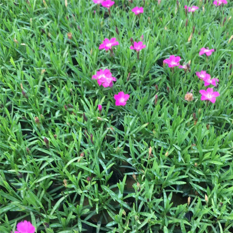 绿化盆栽欧石竹  欧石竹批发商  植株低矮，适合花海打造