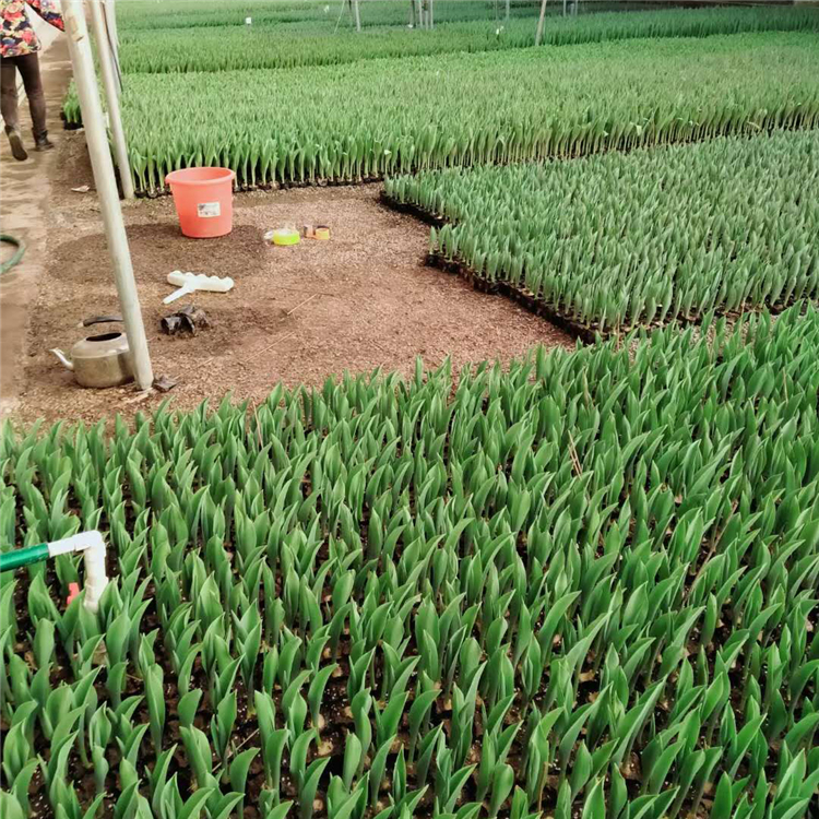 青泰  郁金香  多年生草本植物
