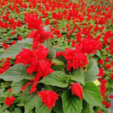 适应性好  世纪红盆栽价格   节假日租摆鲜花一串红