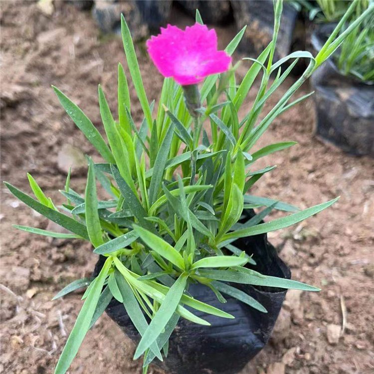 公园美化欧石竹  欧石竹批发商  植株低矮，适合花海打造