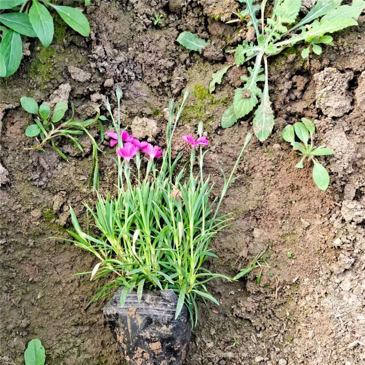 室内观赏欧石竹  欧石竹基地  适应性好