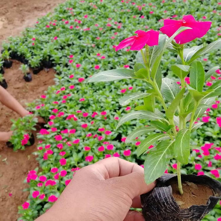 草花租摆长春花  天天开报价  常年有花