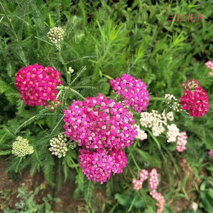 蓍草小苗批发 山东蓍草基地直达  移栽成活概率高 