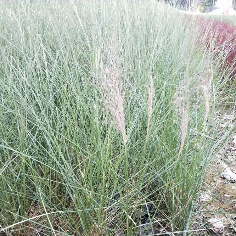 绿化建设用粉黛乱子草  粉黛乱子草花海  适应能力强