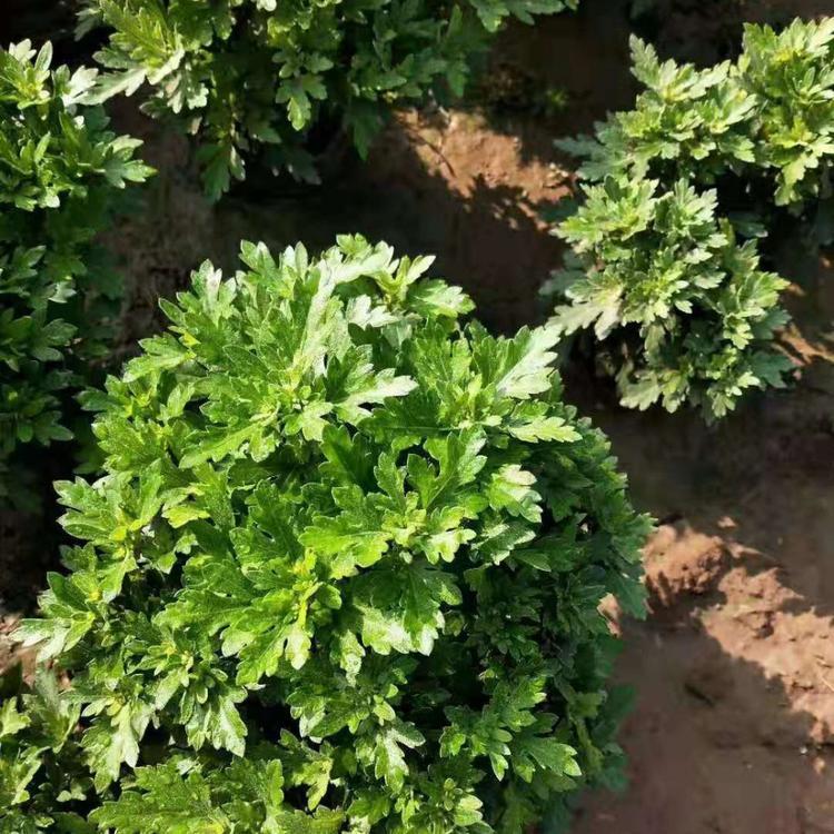 惠博  国庆菊盆栽  枝叶密集，植株生长健壮