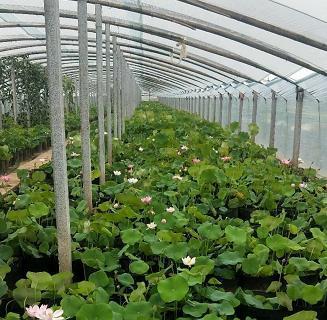 惠博  观赏花卉荷花  荷花种植基地  品种多样，花色丰富
