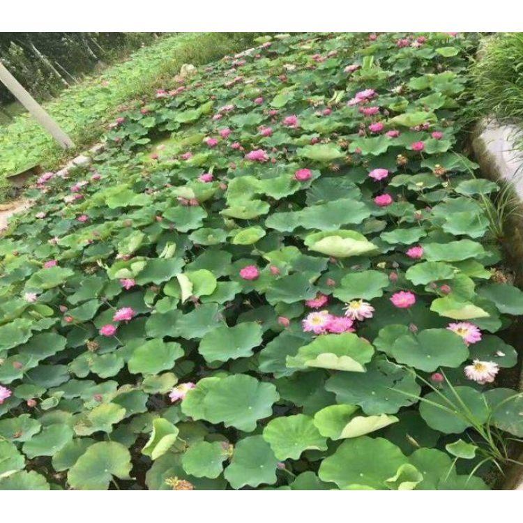 惠博  水体绿化植物  盆栽观赏荷花  池塘湖泊绿化用苗
