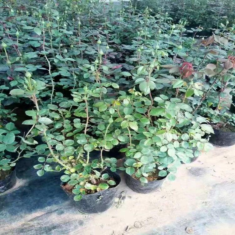 惠博  丰花月季价格  可用作布置花坛、配植花篱、花架