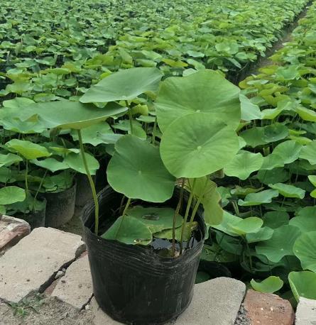 惠博  基地大量供应荷花  盆栽观赏荷花  观赏性佳