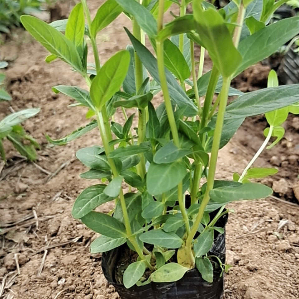 出售千屈菜  千屈菜  全株青绿色，观赏性好