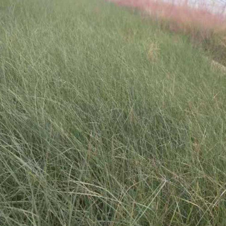 绿化建设用粉黛乱子草  粉黛乱子草花海  花期9-11月