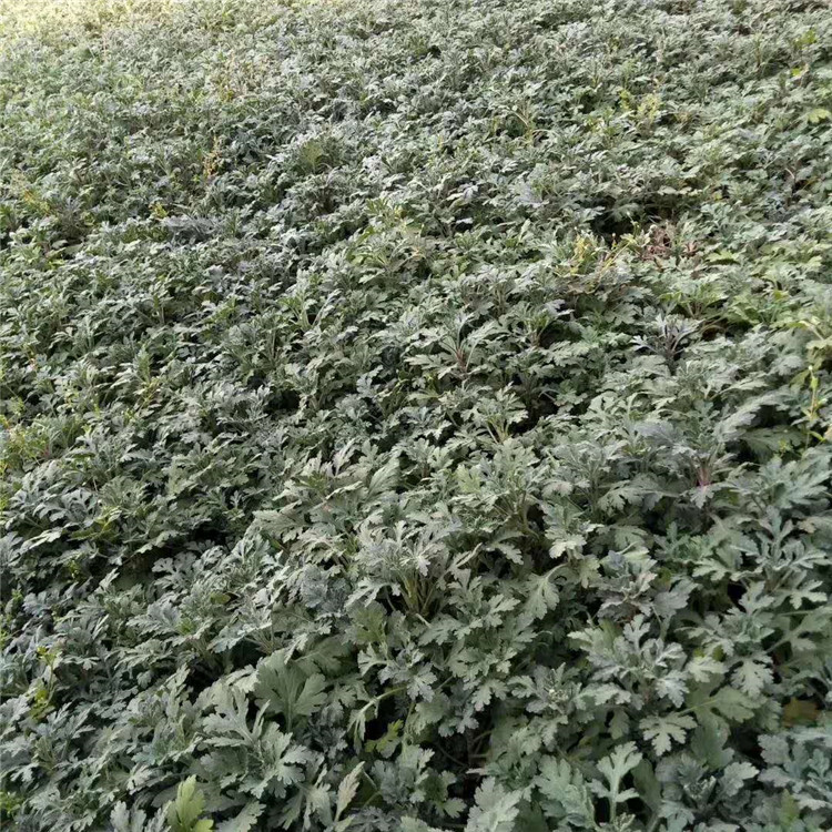 峻赫  地被菊营养杯  花朵紧密 色系丰富