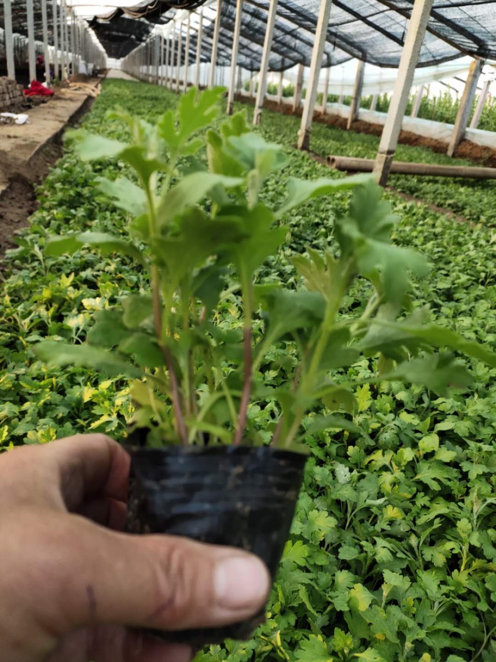 峻赫  地被菊盆栽  自然成型  观赏性好