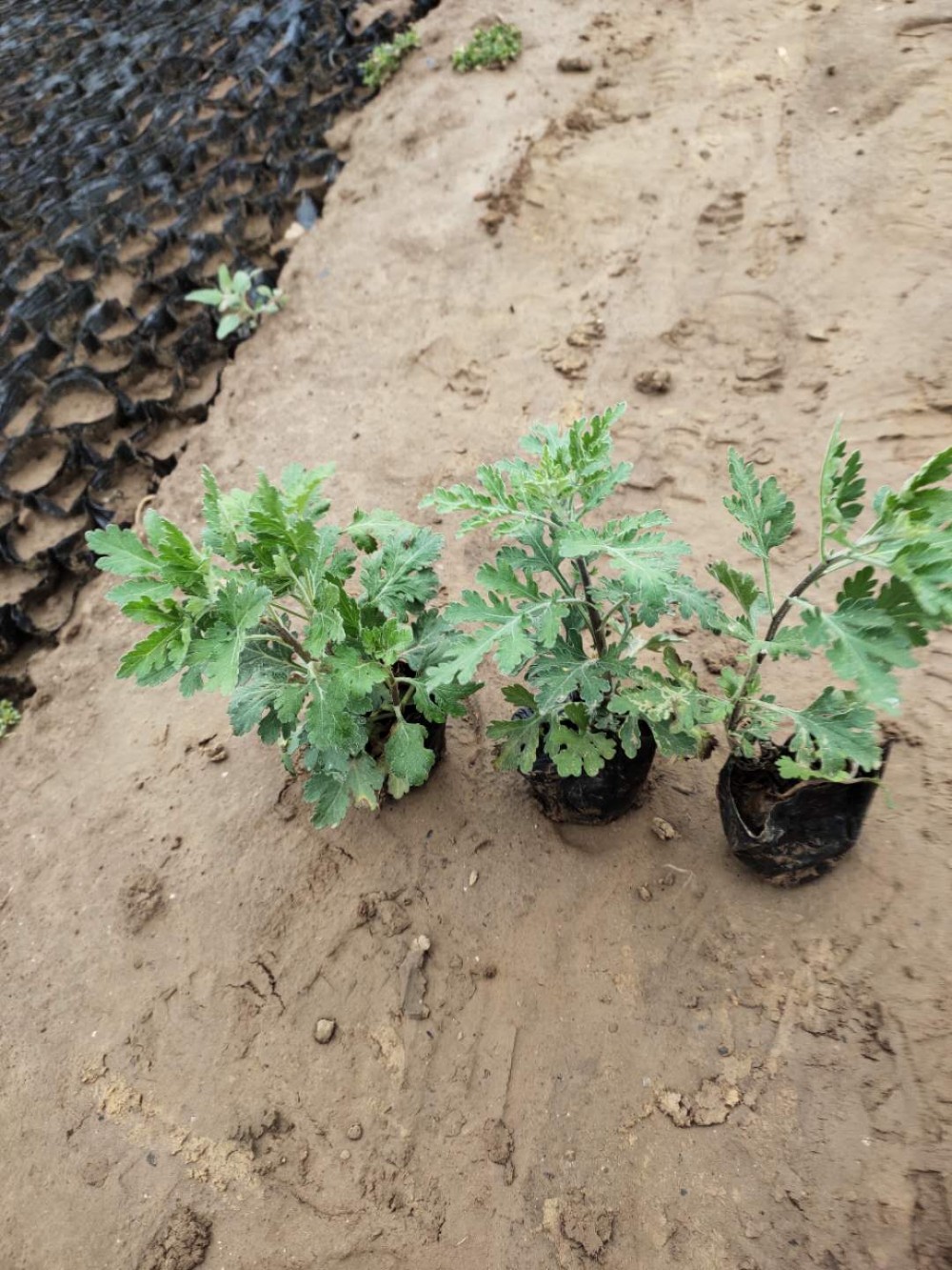 峻赫  地被菊价格  多色系草花，观赏性好