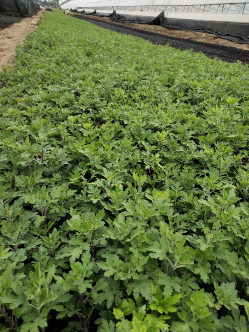 峻赫  花卉租摆地被菊  室内观赏盆栽，美化阳台