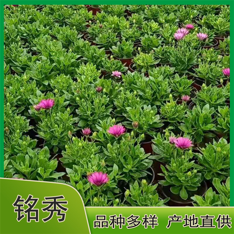 南非万寿菊价格 欢迎致电咨询铭秀花卉 南非万寿菊小苗