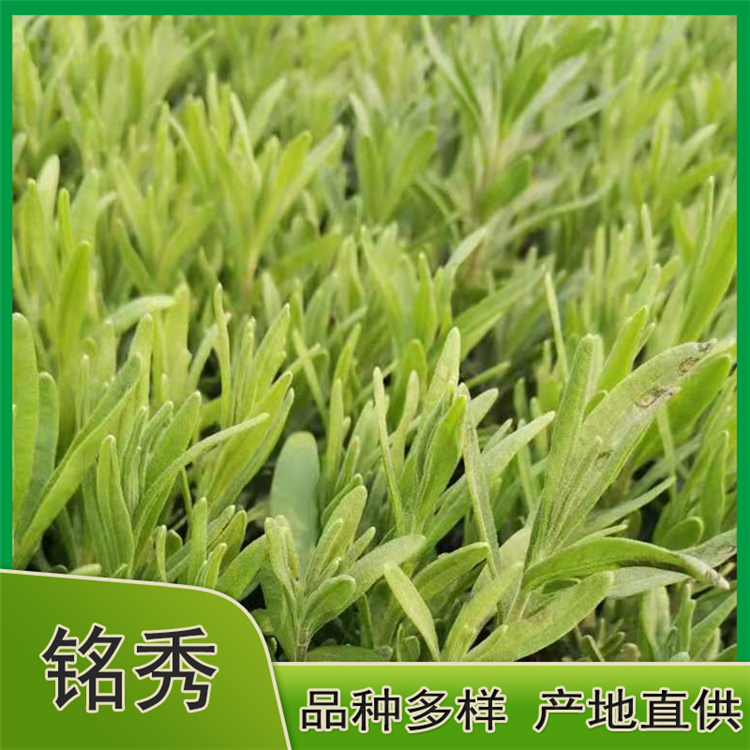 薰衣草批发 基地长期出售薰衣草小苗 薰衣草杯苗