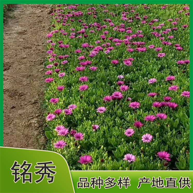 山东南非万寿菊种植基地 好苗供应 南非万寿菊批发