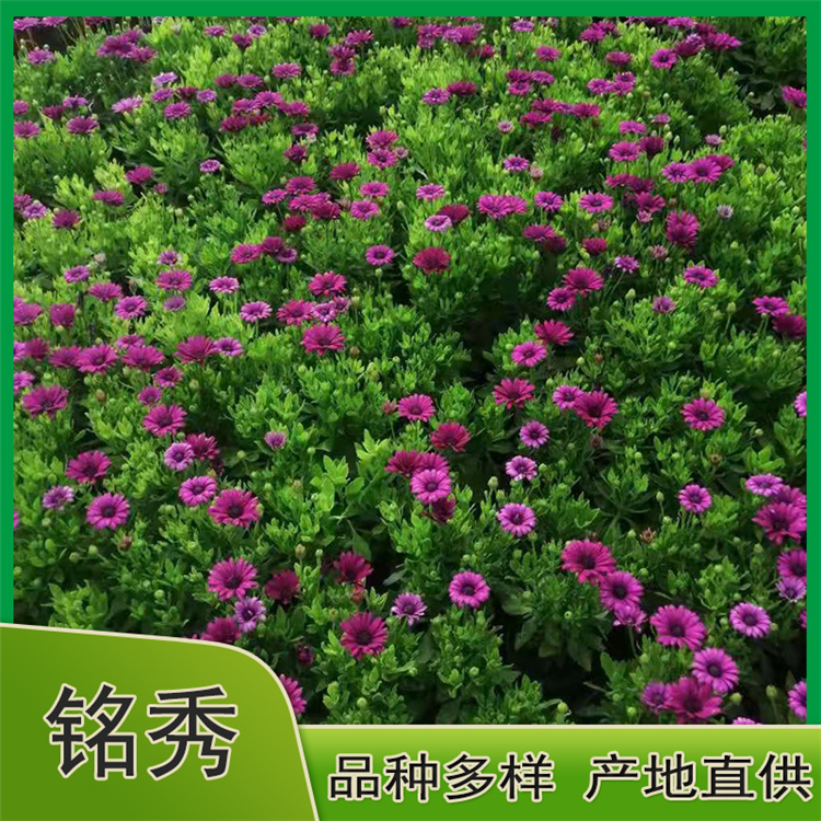 南非万寿菊 批发南非万寿菊小苗 基地供应
