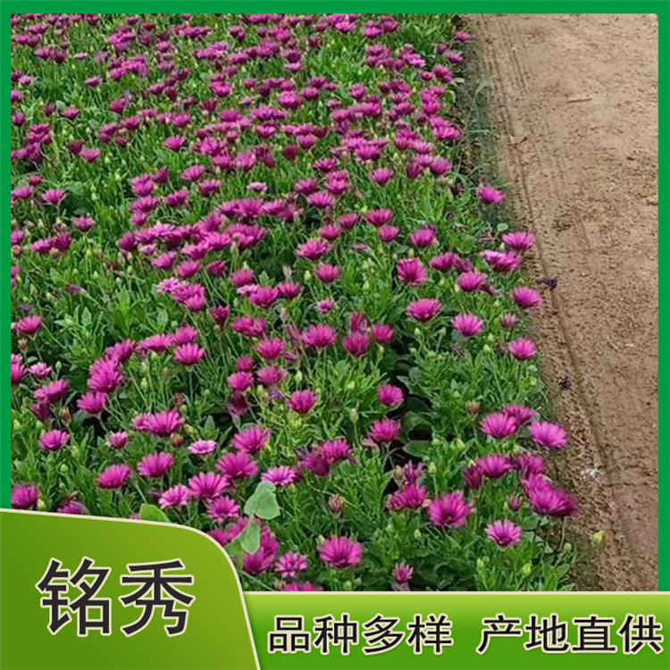 批发南非万寿菊 南非万寿菊价格 枝叶密集，植株生长健壮